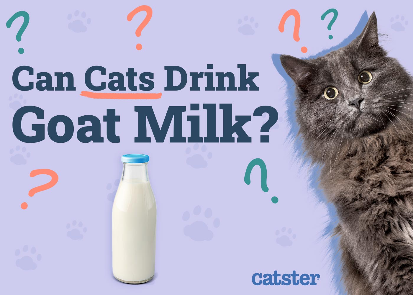 Can cats drink goat milk? Learn about the potential benefits and side effects before offering it.