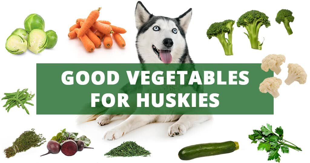 What to Feed Siberian Husky: Best Food Choices?