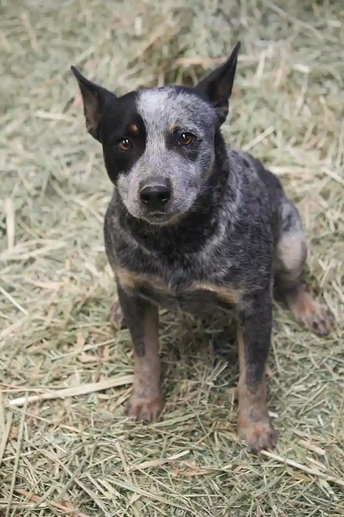 Best Dog Food for Australian Cattle Dogs: Keep Them Healthy and Happy.