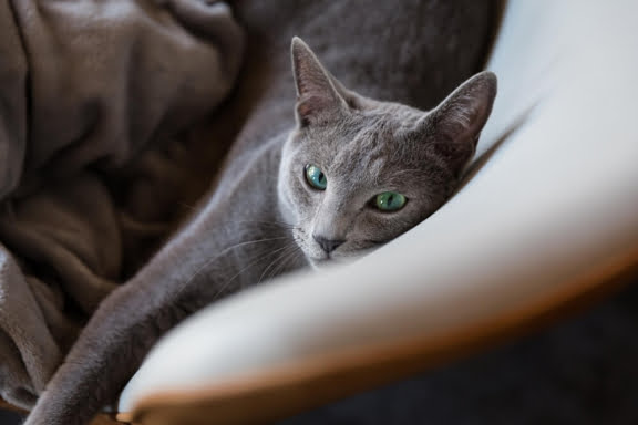 Ready for a Russian Blue? Adopt a Cat and Change a Life Today!