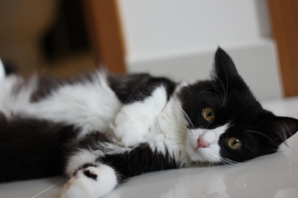 Ragdoll Cat Black and White: Price, Personality & More!