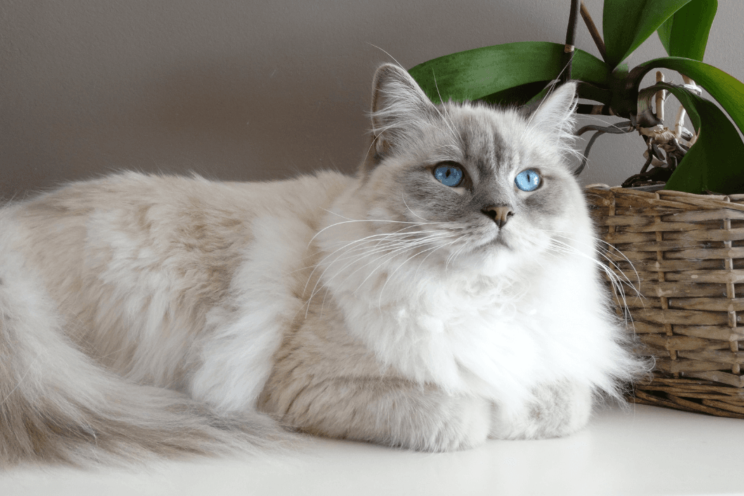 Blue Grey Ragdoll Cat: Everything You Need to Know and More