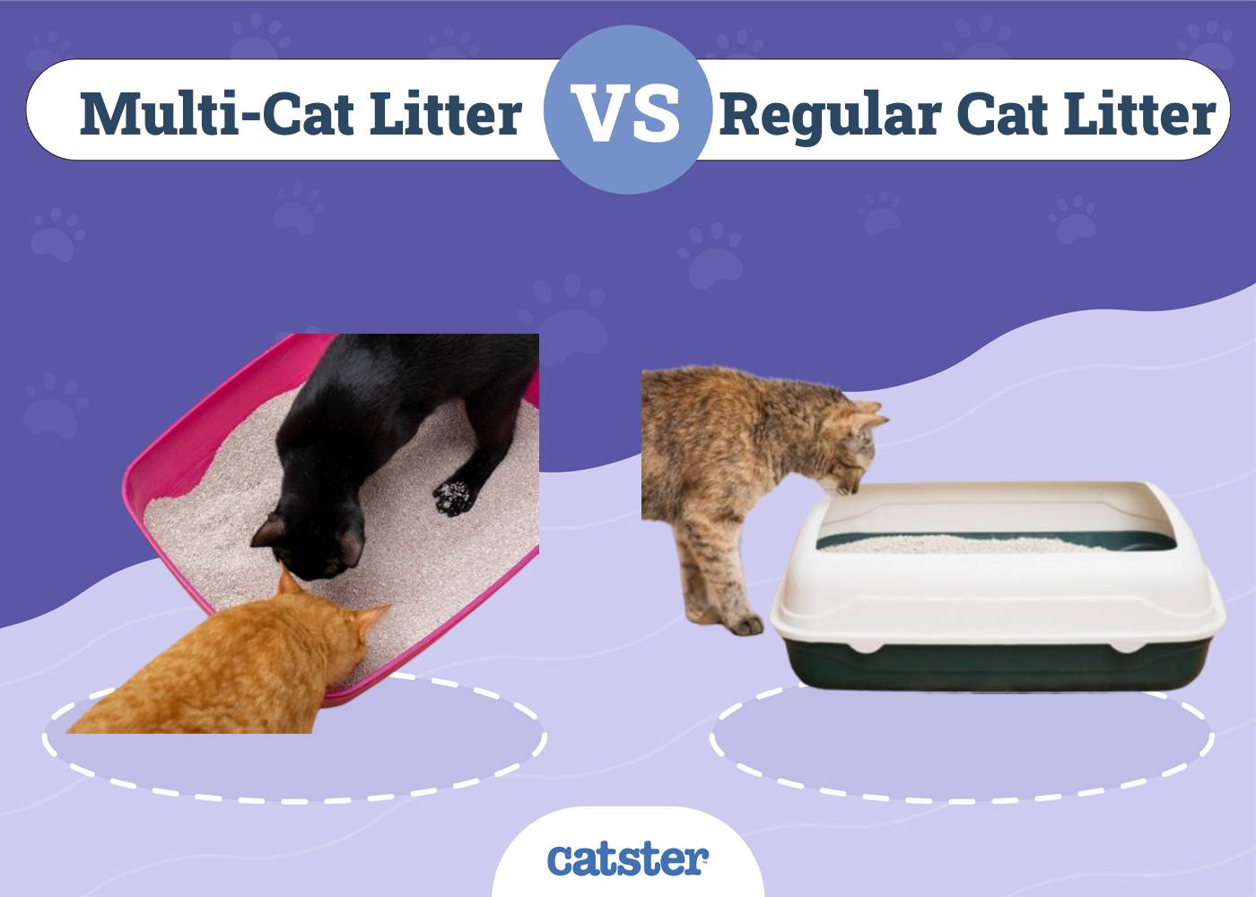Multi Cat Litter vs Regular Litter: A Simple Guide for Cat Owners.