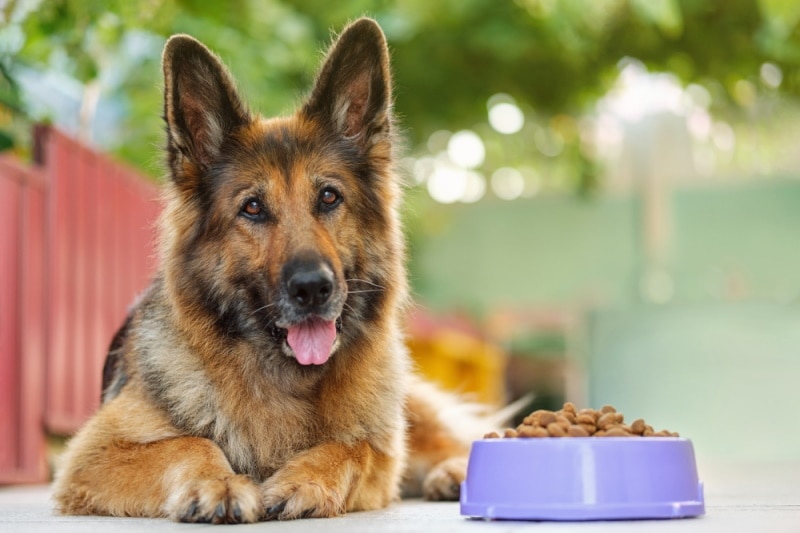 Unsure how much should a german shepherd puppy eat? Get expert feeding tips now.