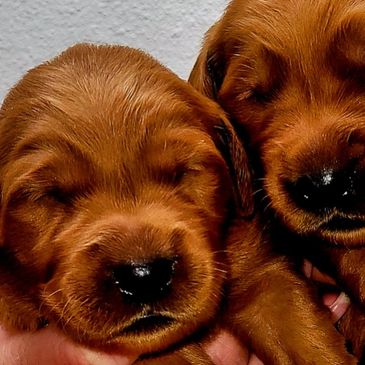 Dark Red Golden Retriever Puppies: Sale Prices & Breeder Info!