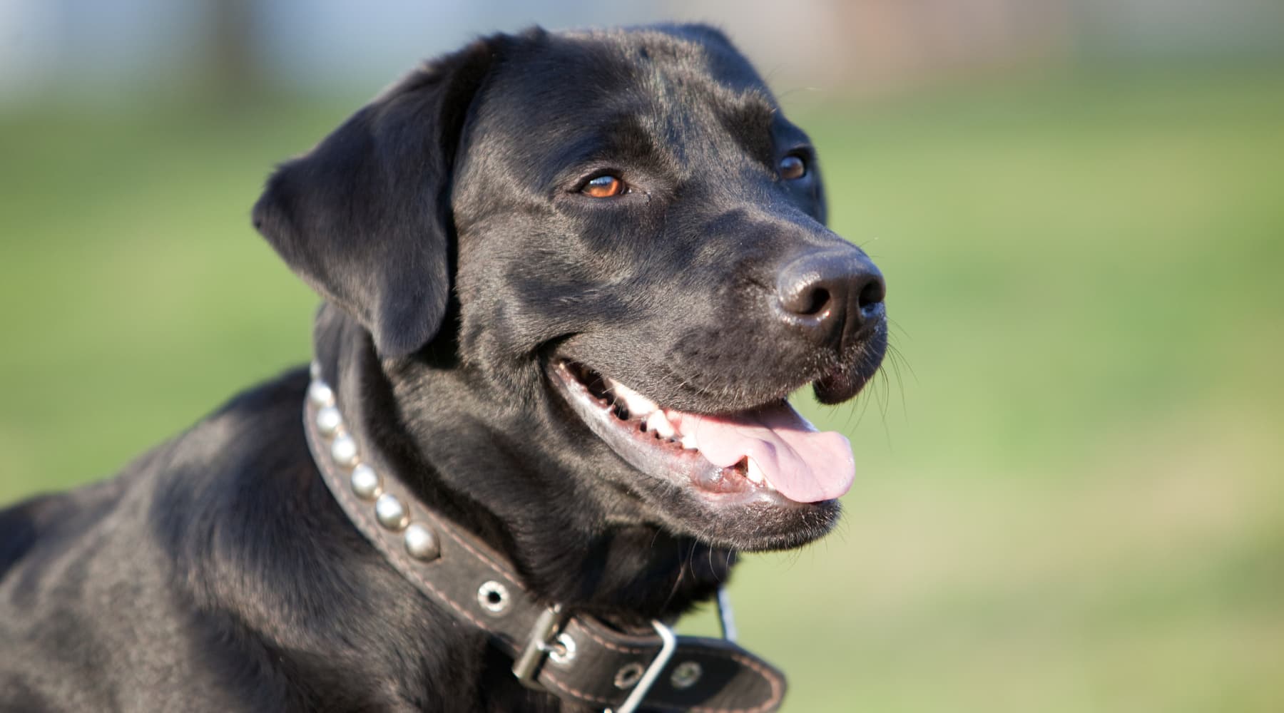 How should you care for your big head labrador retriever? Get essential health, diet, and grooming advice today.