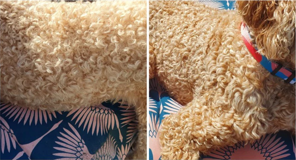 Human conditioner on dogs: Is it okay to use it?
