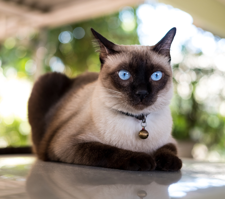 Interested in siamese cat chicago rescue? Discover wonderful cats needing loving homes in the area now.
