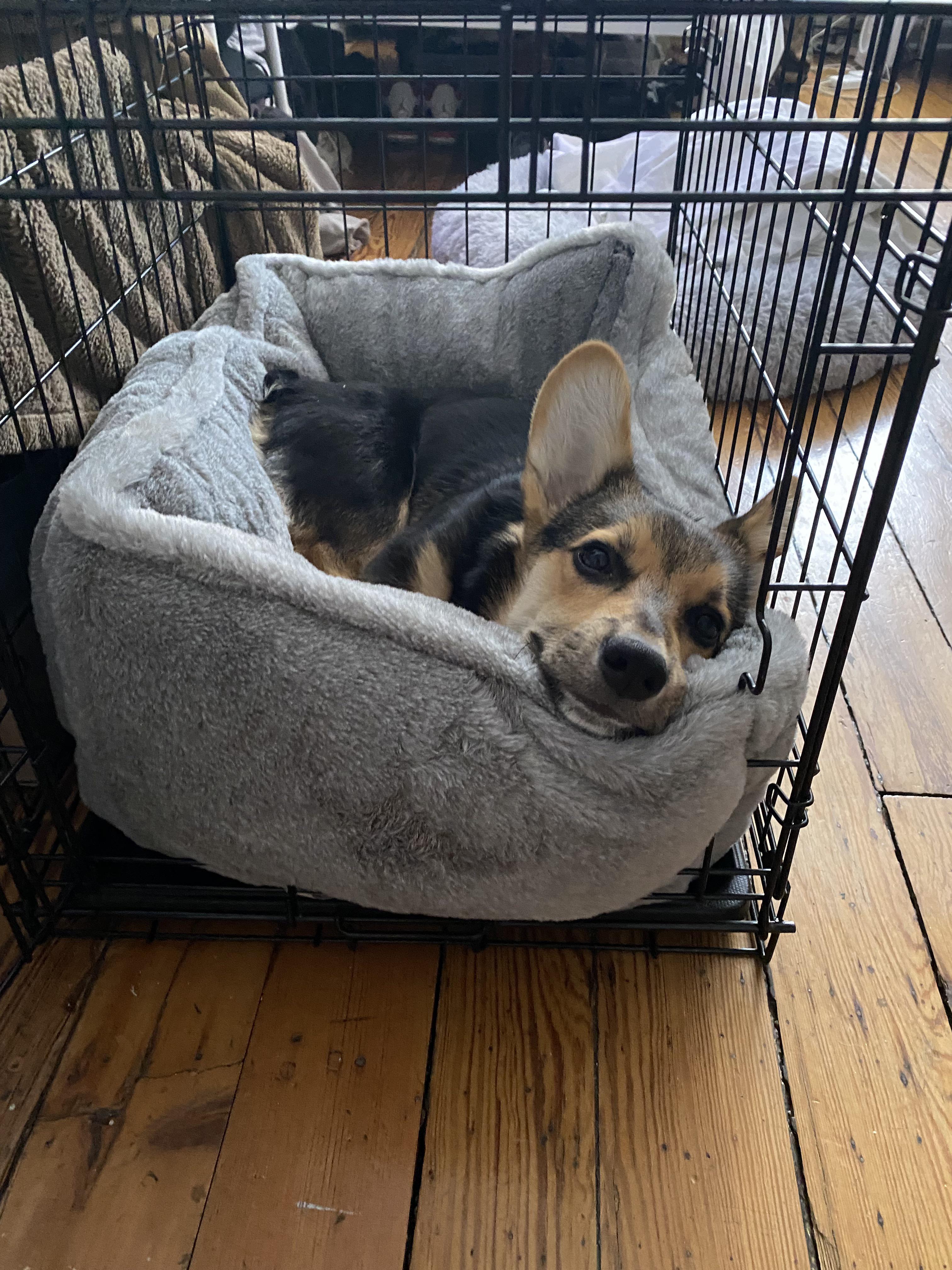 Need a Corgi Size Crate? Tips to Get the Correct Fit!