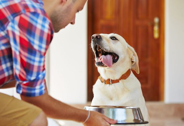 How to select the best dog food for sick dog? Easy tips for worried owners.