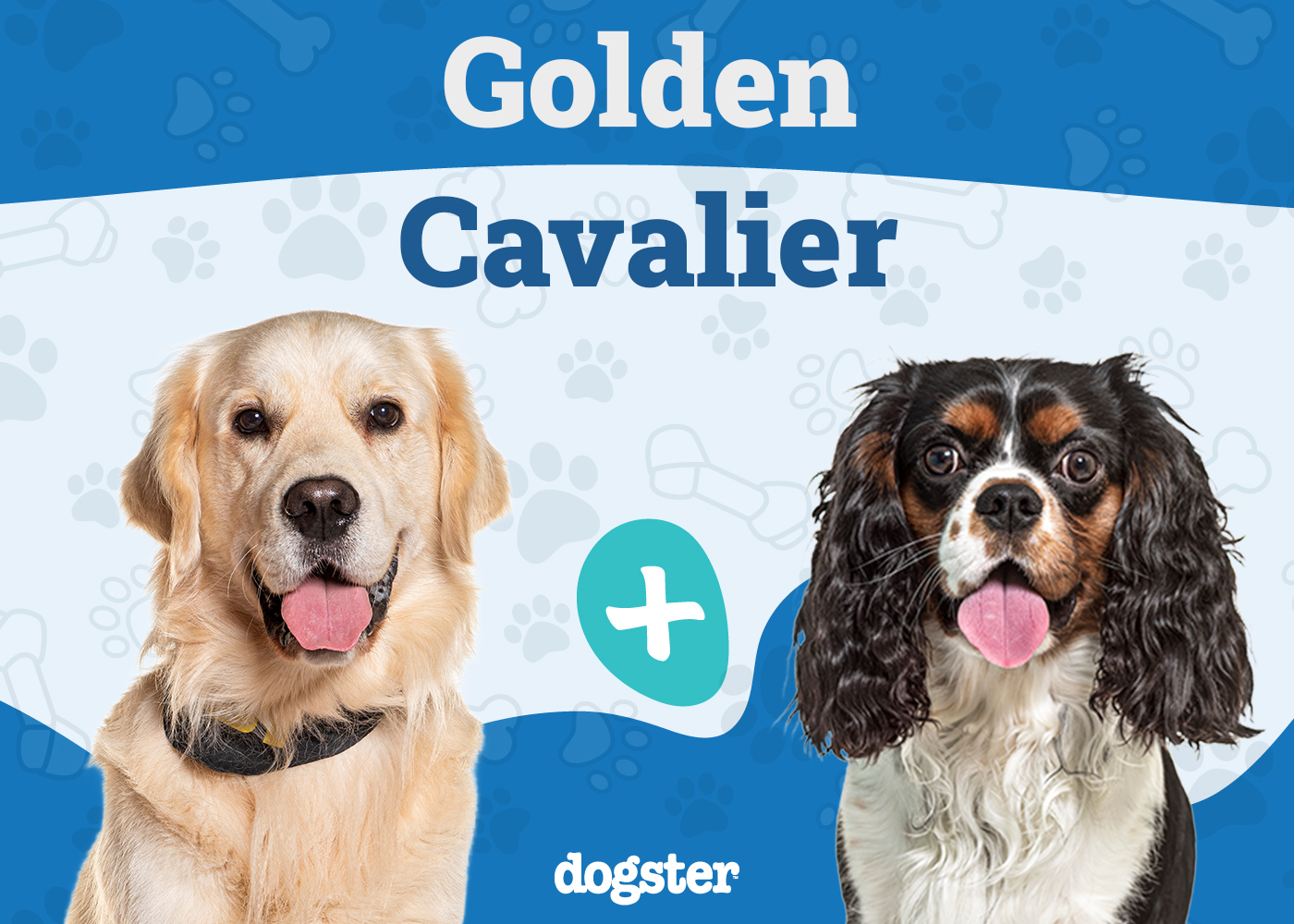 Golden Retriever x Cavalier Mix: Get the Facts! (Cute Puppy Pics and breed information)