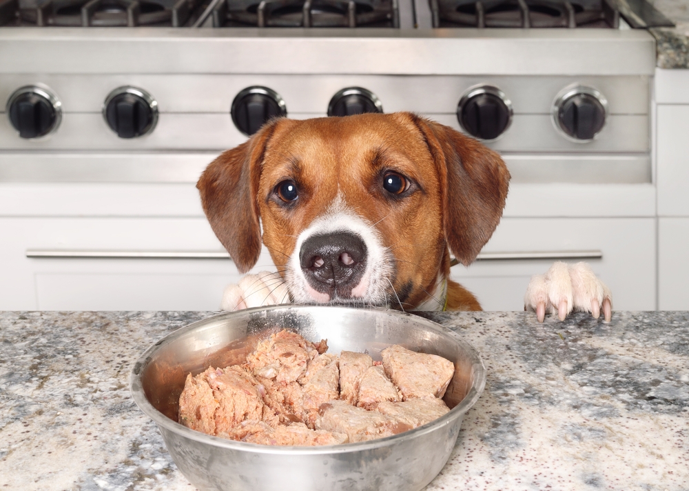Dog Food to Stop Shedding: Best Picks to Reduce Fur Loss!
