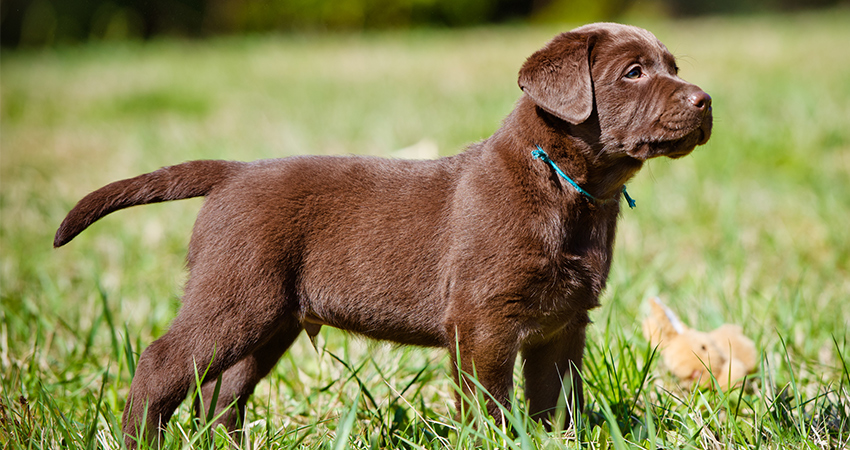 Labrador Retriever Small Breed: Is There Such a Thing? (Mini Lab Guide)