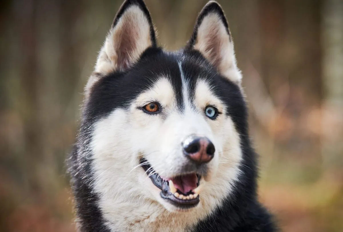 Muscular Siberian Husky: Is This Powerful Dog Right for Your Family?