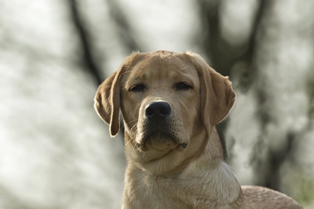 Labrador Retriever Small Breed: Is There Such a Thing? (Facts & Myths)
