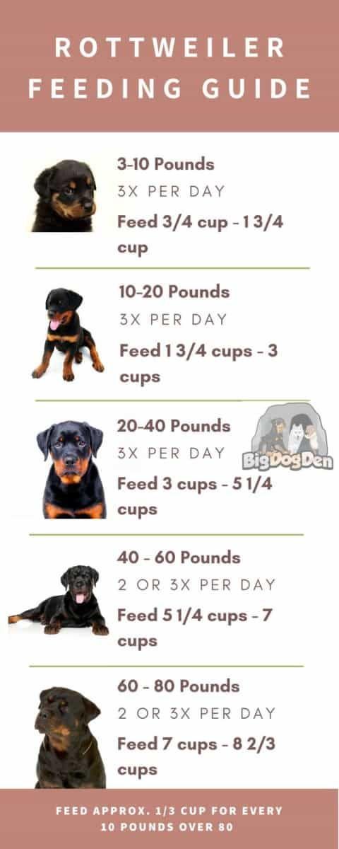 How Much Should I Feed My Rottweiler Puppy? Get Expert Feeding Tips!