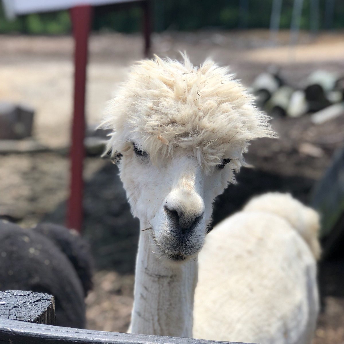Newport News Petting Zoo Review:A Perfect Day out with kids?