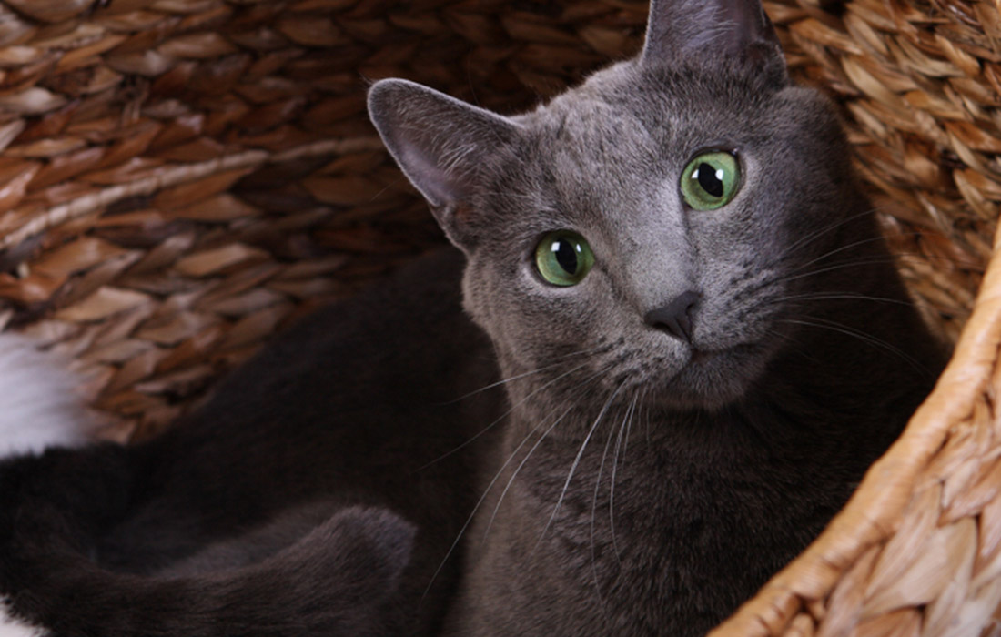 Ready to Adopt? Beautiful Russian Blue Cats Waiting for Homes!