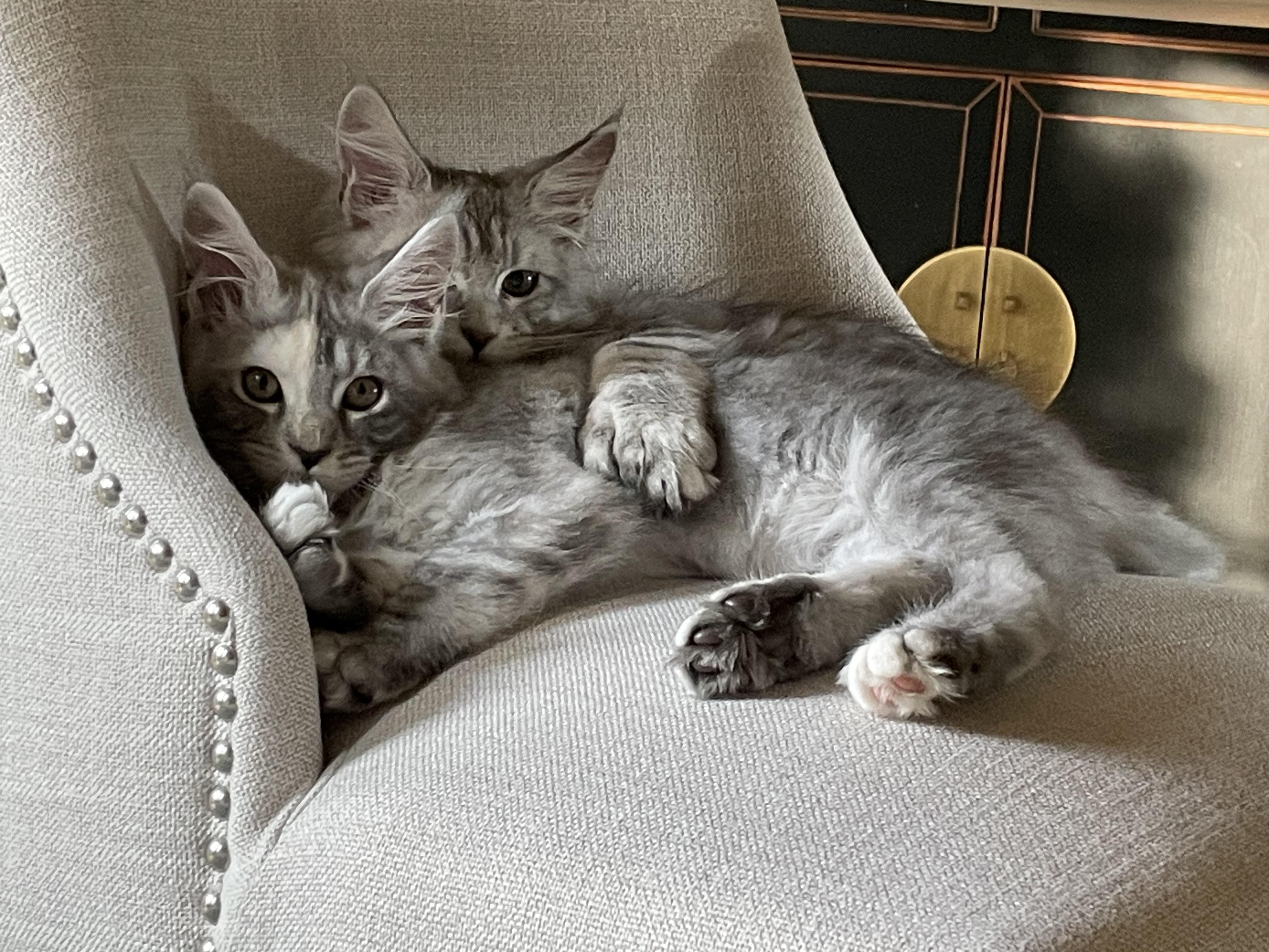 Is having 2 maine coon cats double the trouble? Easy tips for managing your two gentle giants happily.