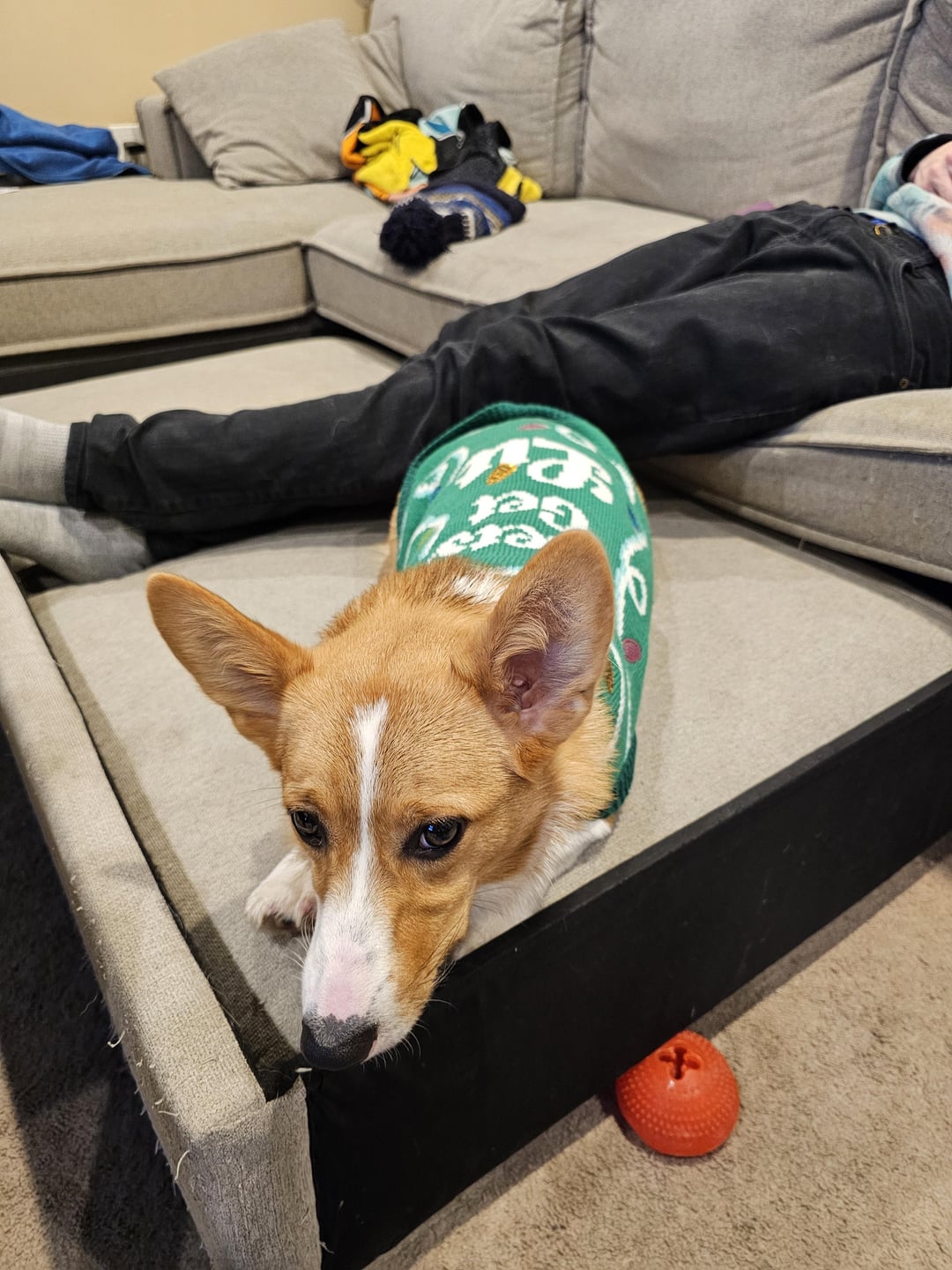 Best Corgi Box Subscription?| Compare Top Brands Here!