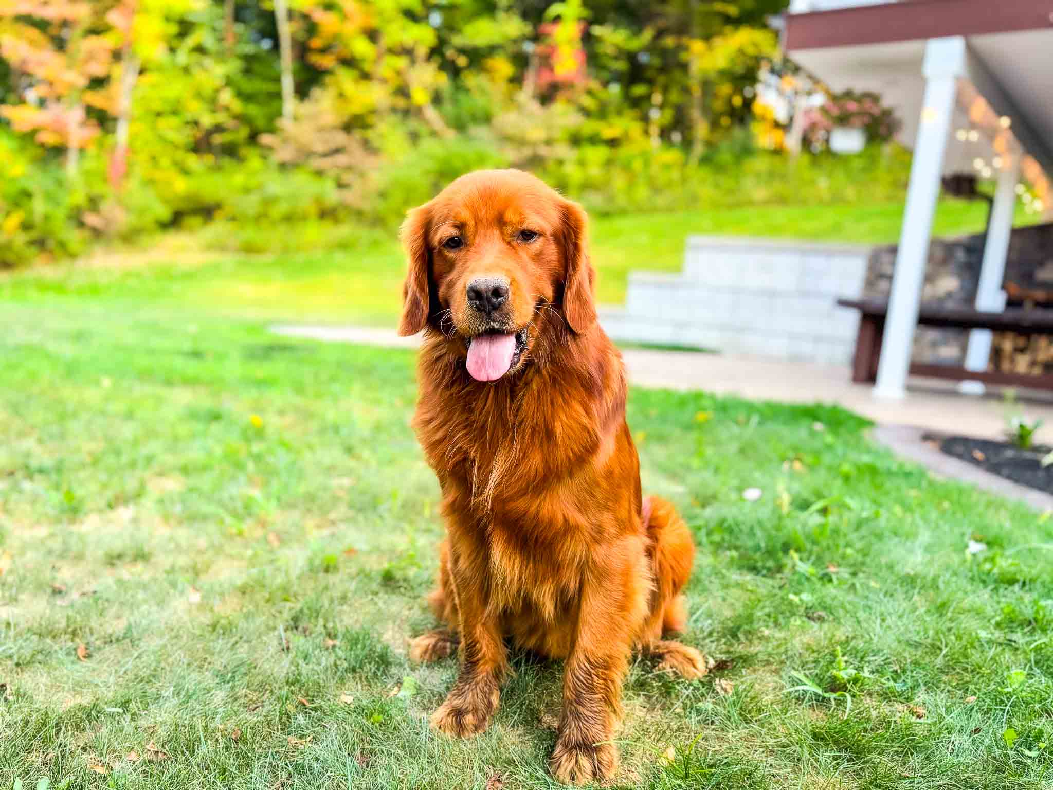 Dark Red Golden Retriever Puppies: Best Prices & Deals!