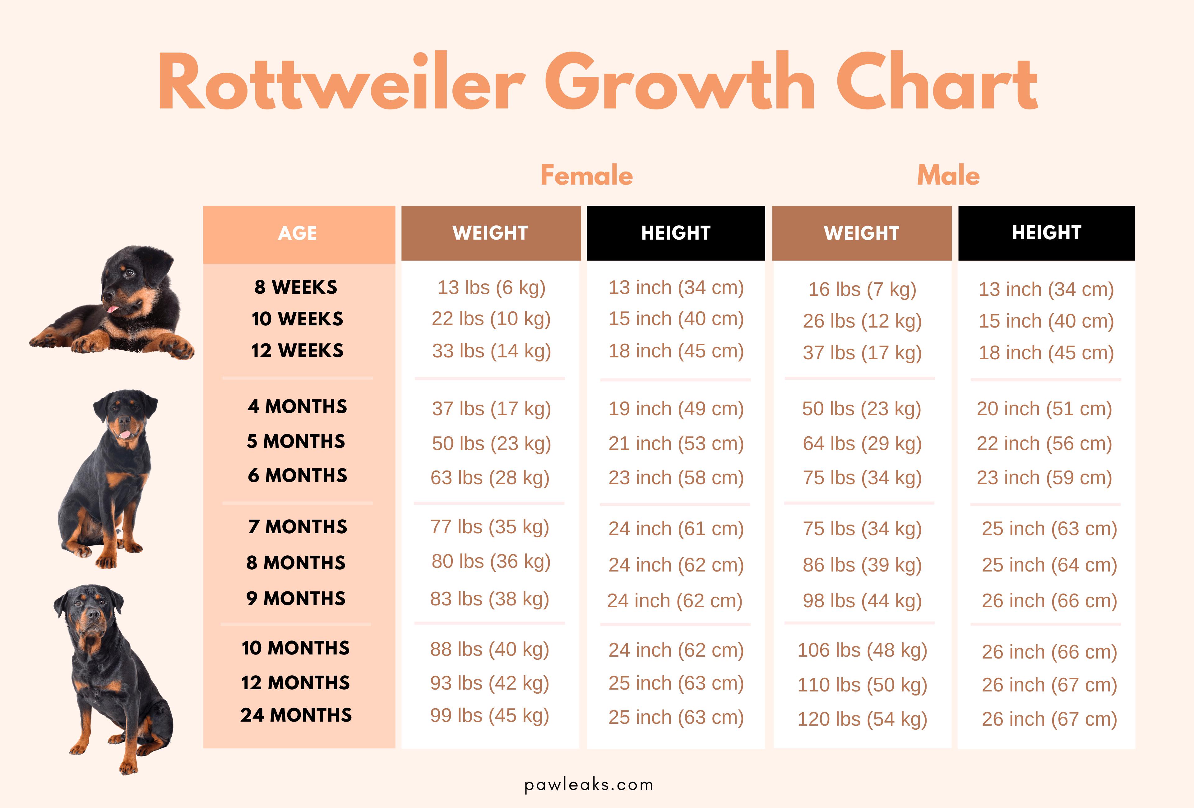 How much should a 5 month old rottweiler weight be exactly? Find out the expected size and growth rate.