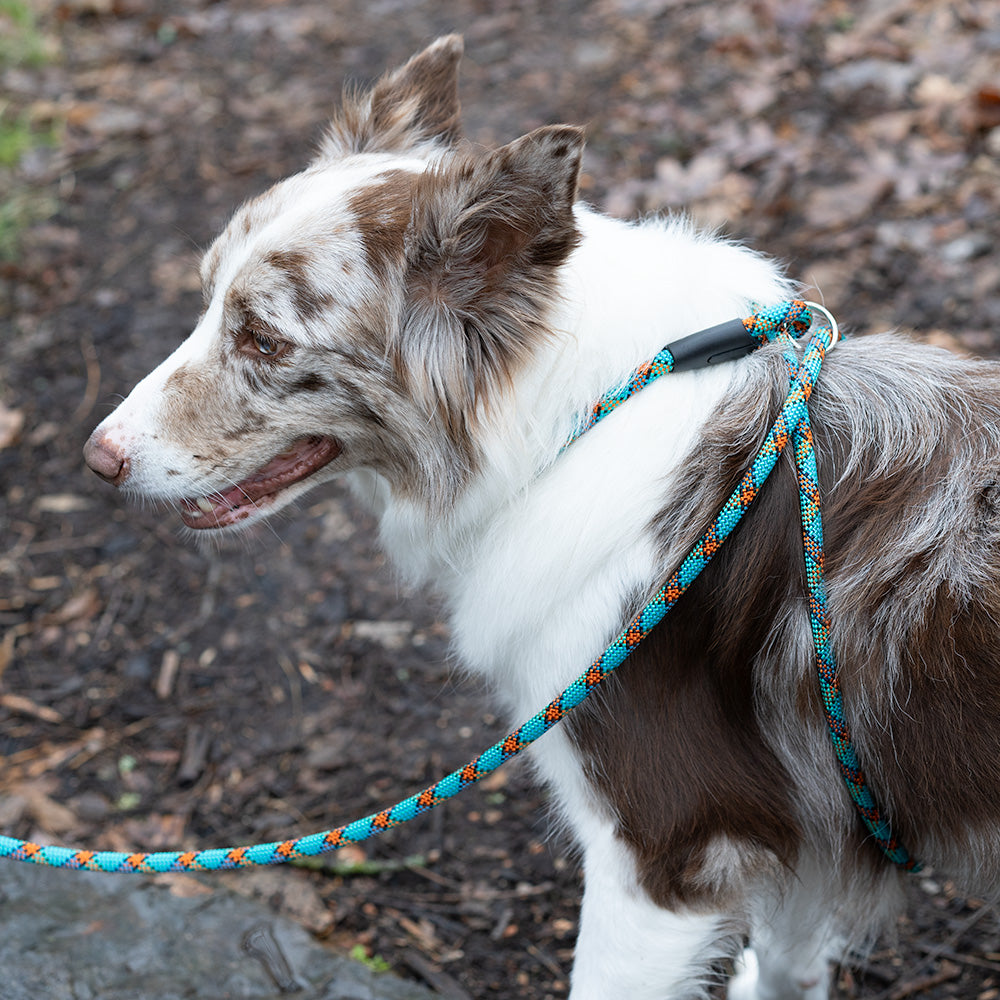 Where to Buy a Good Rope Harness Dog? Top Picks for a Durable and Comfortable Rope Harness Dog.
