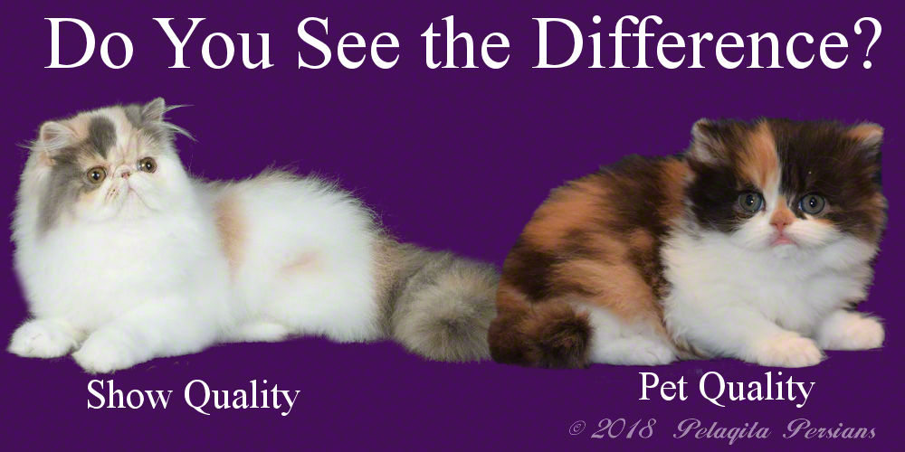 Why does the rate of Persian cat vary so much? Learn about breeder reputation and kitten quality differences easily.