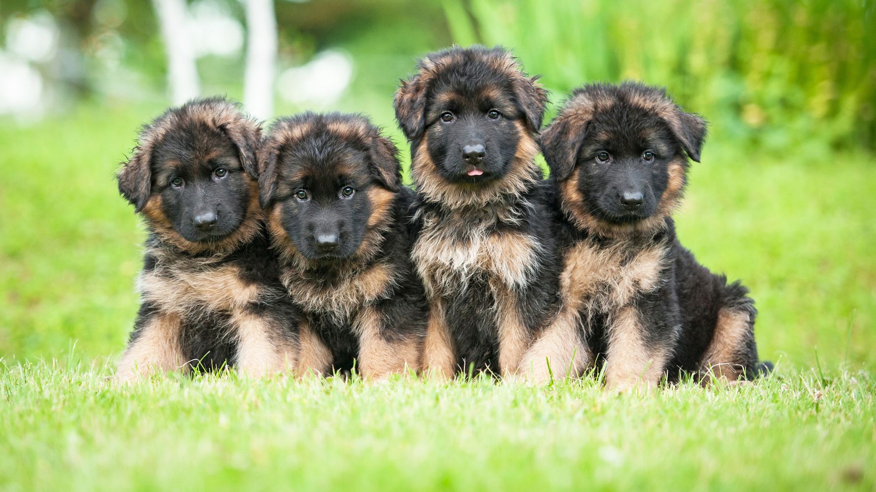 Want healthy german shepherd puppies arkansas for sale? Learn how to pick a great breeder.