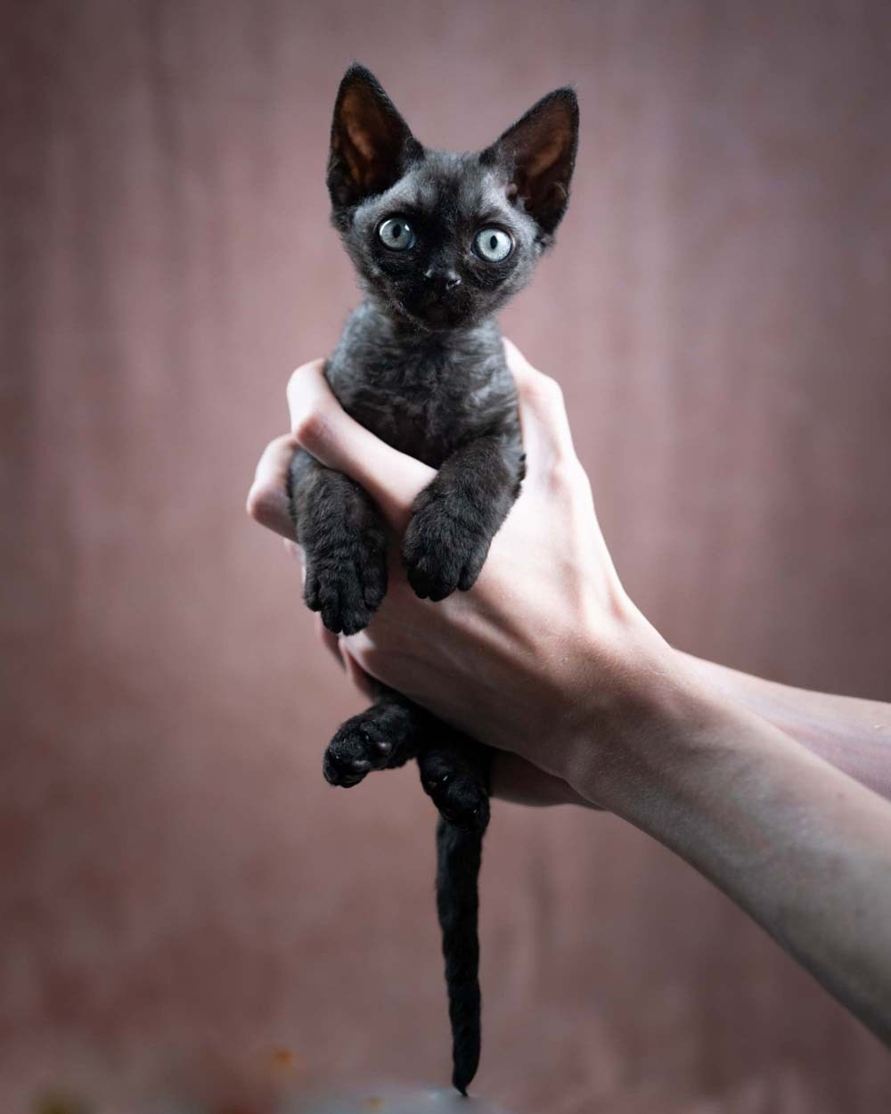 Searching for a Cattery Devon Rex? Learn exactly how to find a great breeder near you.