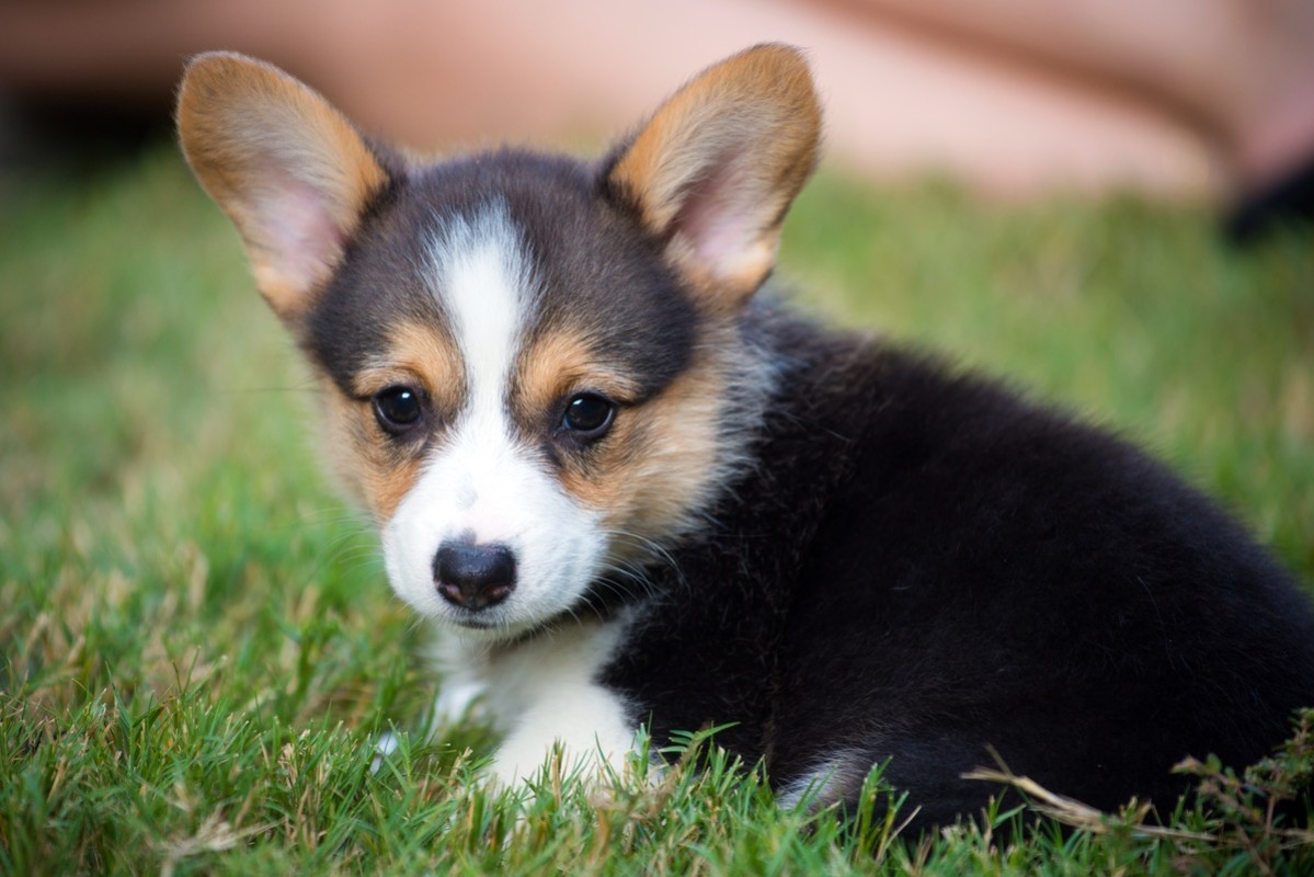 Thinking about getting Corgi insure? Discover why its a smart investment for your dogs wellbeing.