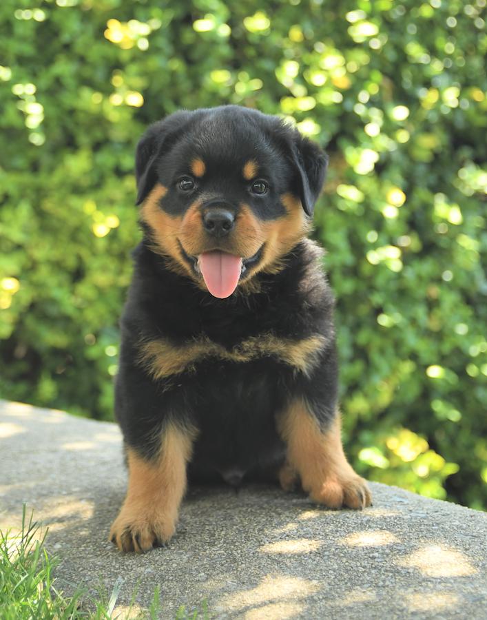 Where are the best Rottweiler pups for sale near me? Simple tips for finding happy puppies in your area.