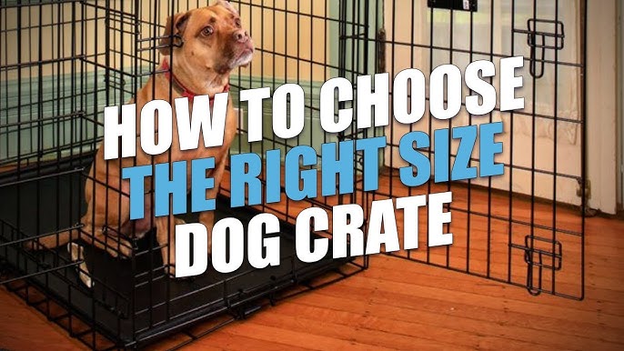 What size crate for a labrador retriever? Find the perfect fit easily using our simple guide.