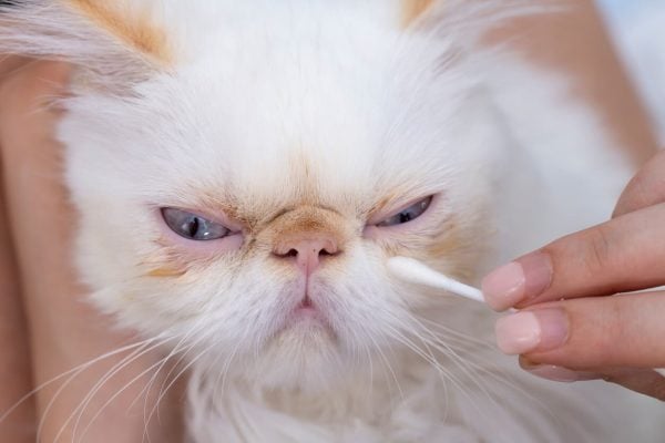 Are persian cat eye boogers a health problem? Learn when you should worry and need to see the veterinarian soon.