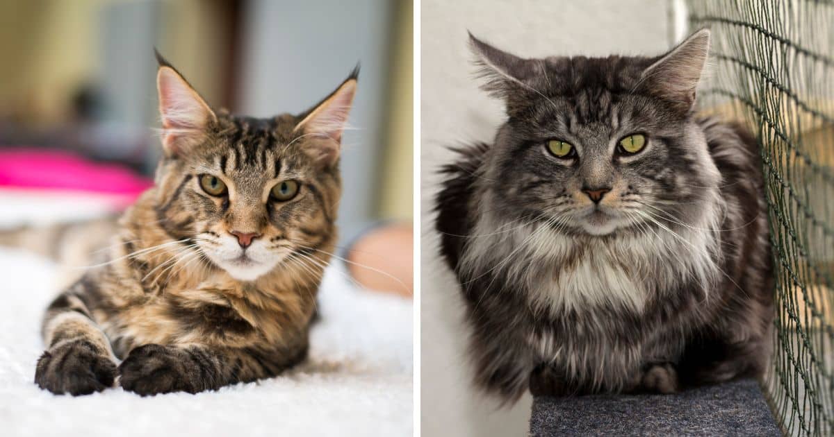 What does a Maine Coon cat mixed with tabby look like? See pictures and common appearance traits.