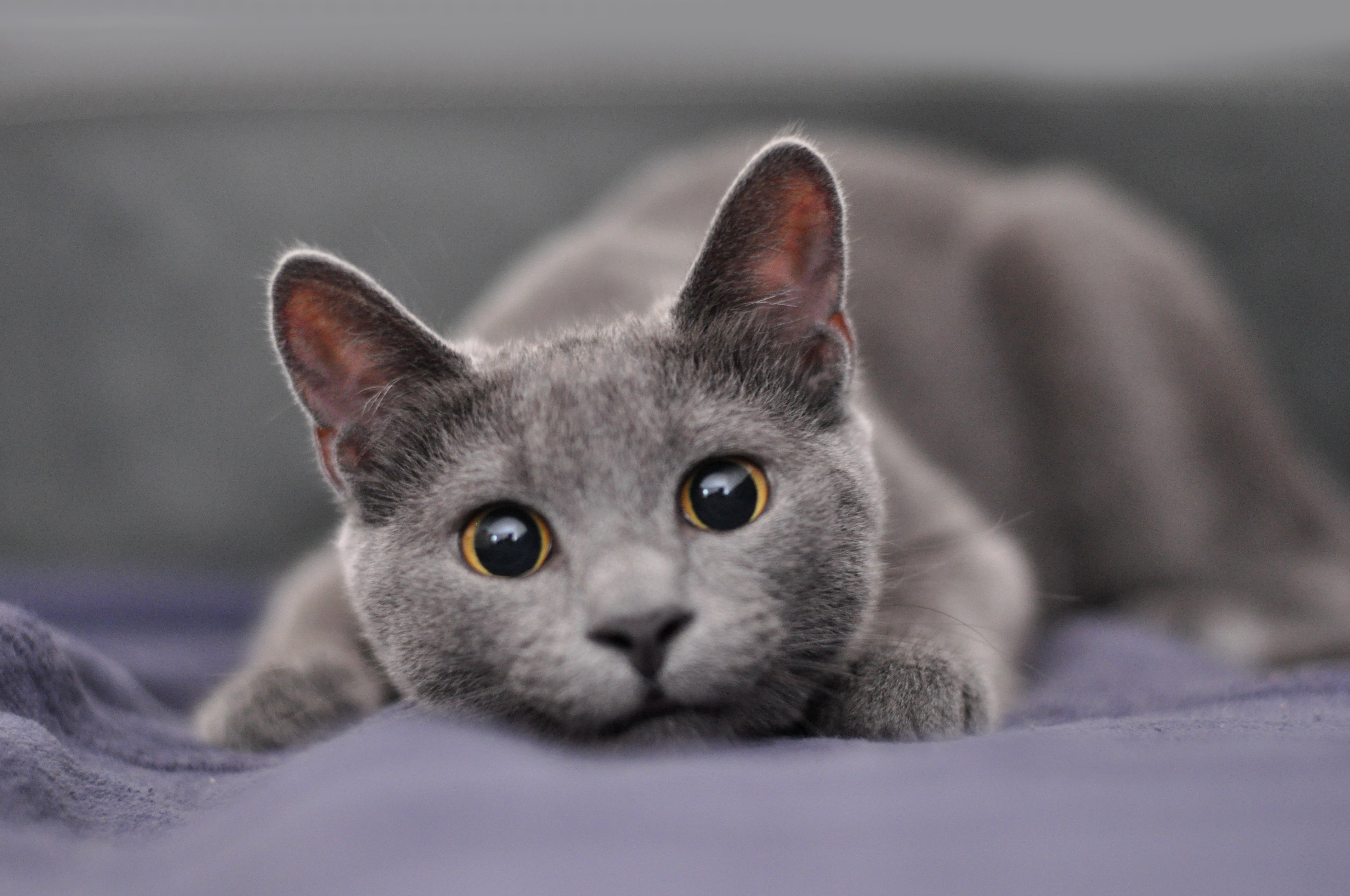 How can I adopt a russian blue cat near me? Follow these simple steps to find your furry friend nearby.