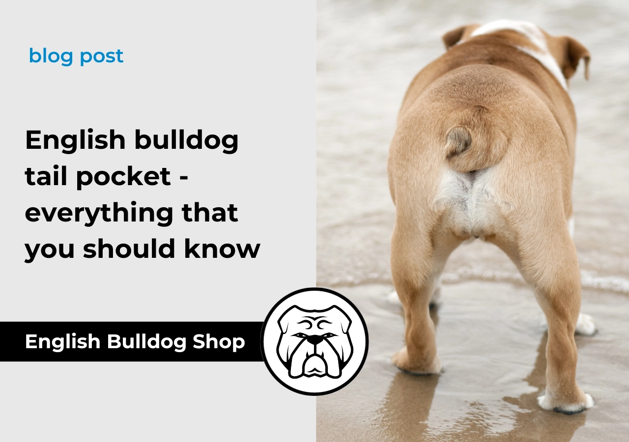 What should a healthy bulldogs tail look like? Important signs and essential tail pocket care tips.
