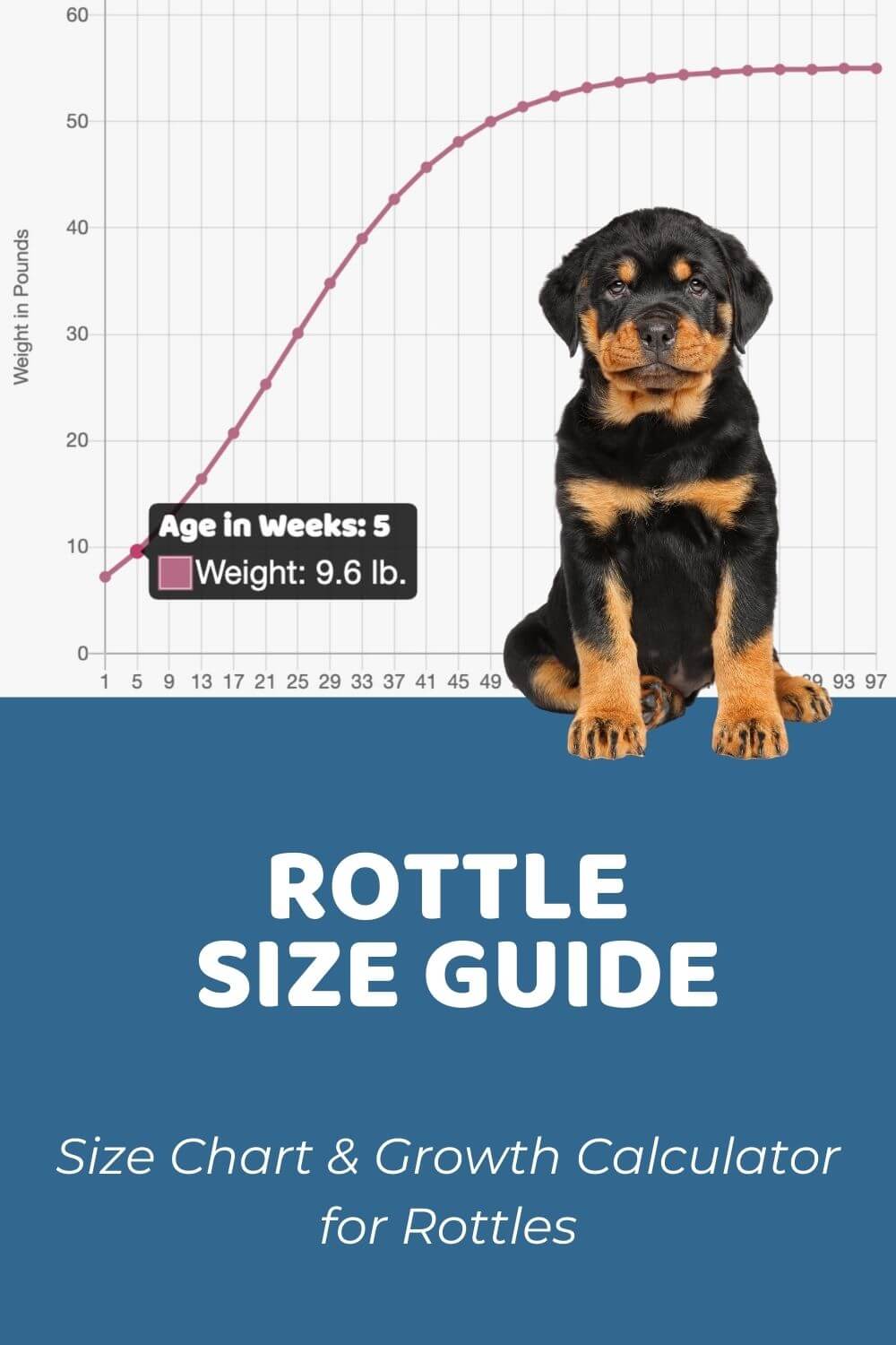 How much should a 5 month old rottweiler weight be exactly? Find out the expected size and growth rate.