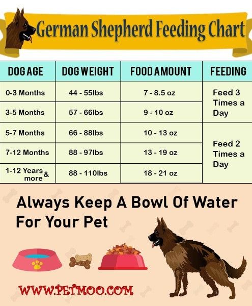 How much should a German Shepherd puppy eat? Simple feeding guide for your growing pup.