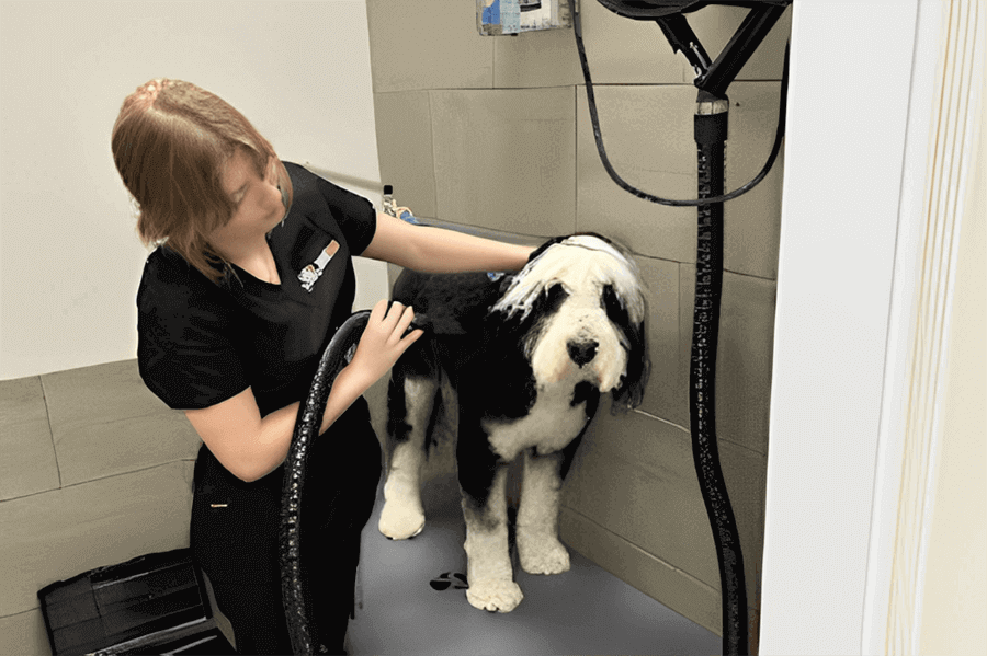 Why is professional pet grooming newport news va important? Learn how expert care keeps your pet happy and healthy.