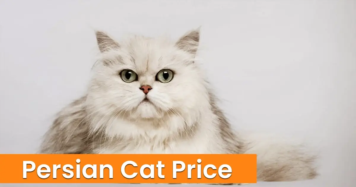 Factors affecting the price of persian cat kittens
