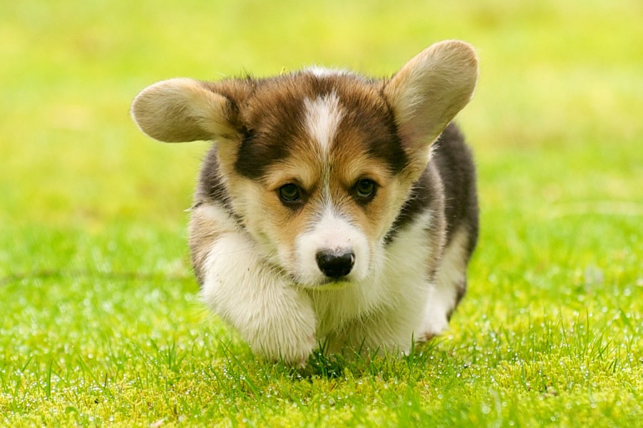 Preventing common corgi health issues: Essential tips to keep your healthy corgi living longer.