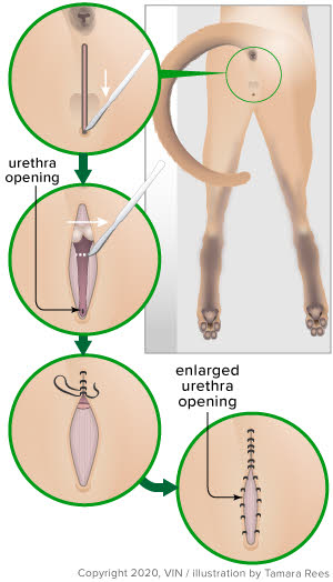 What is perineal urethrostomy cats surgery? Explaining this common procedure for urinary blockage relief.