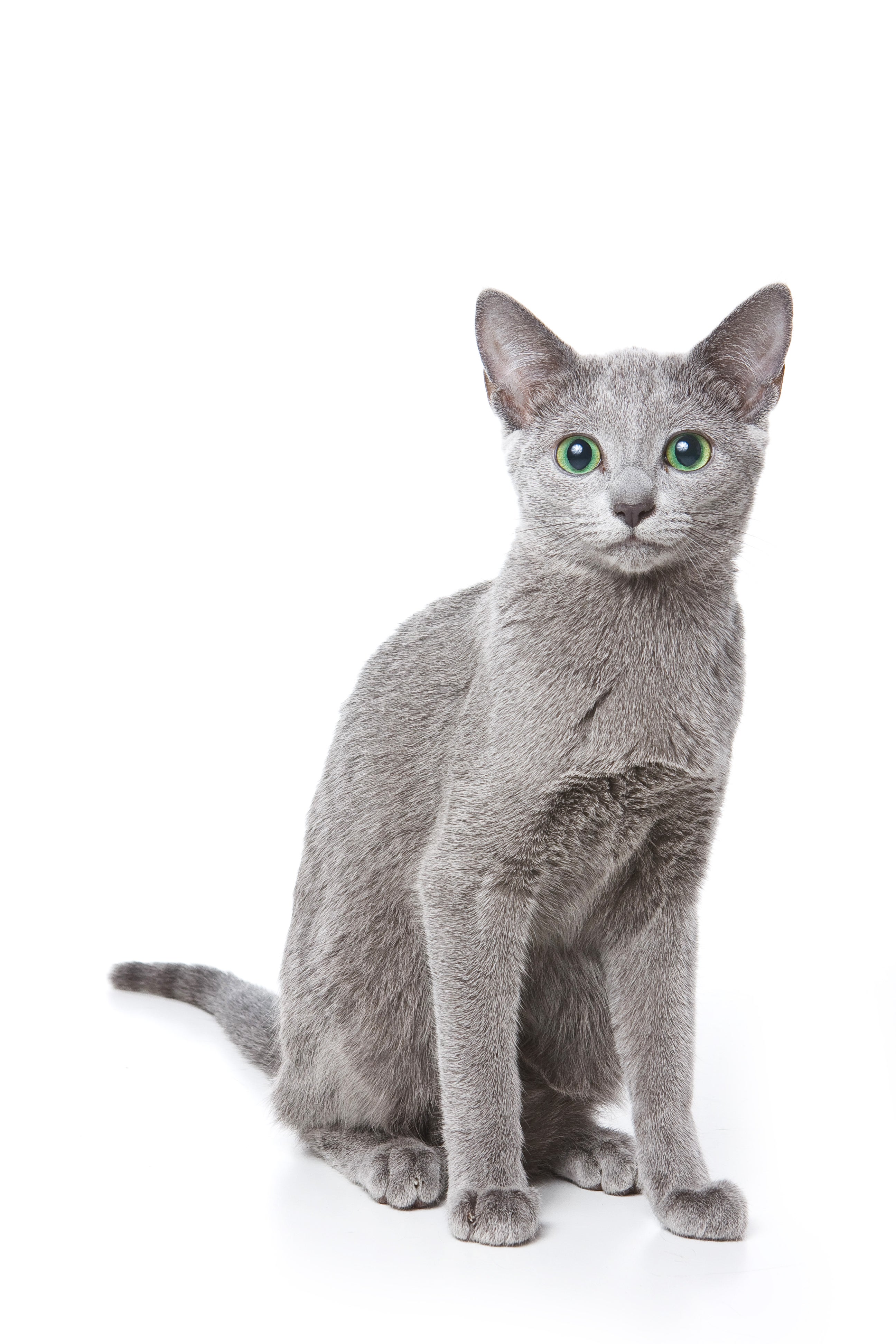 How can I adopt a russian blue cat near me? Follow these simple steps to find your furry friend nearby.