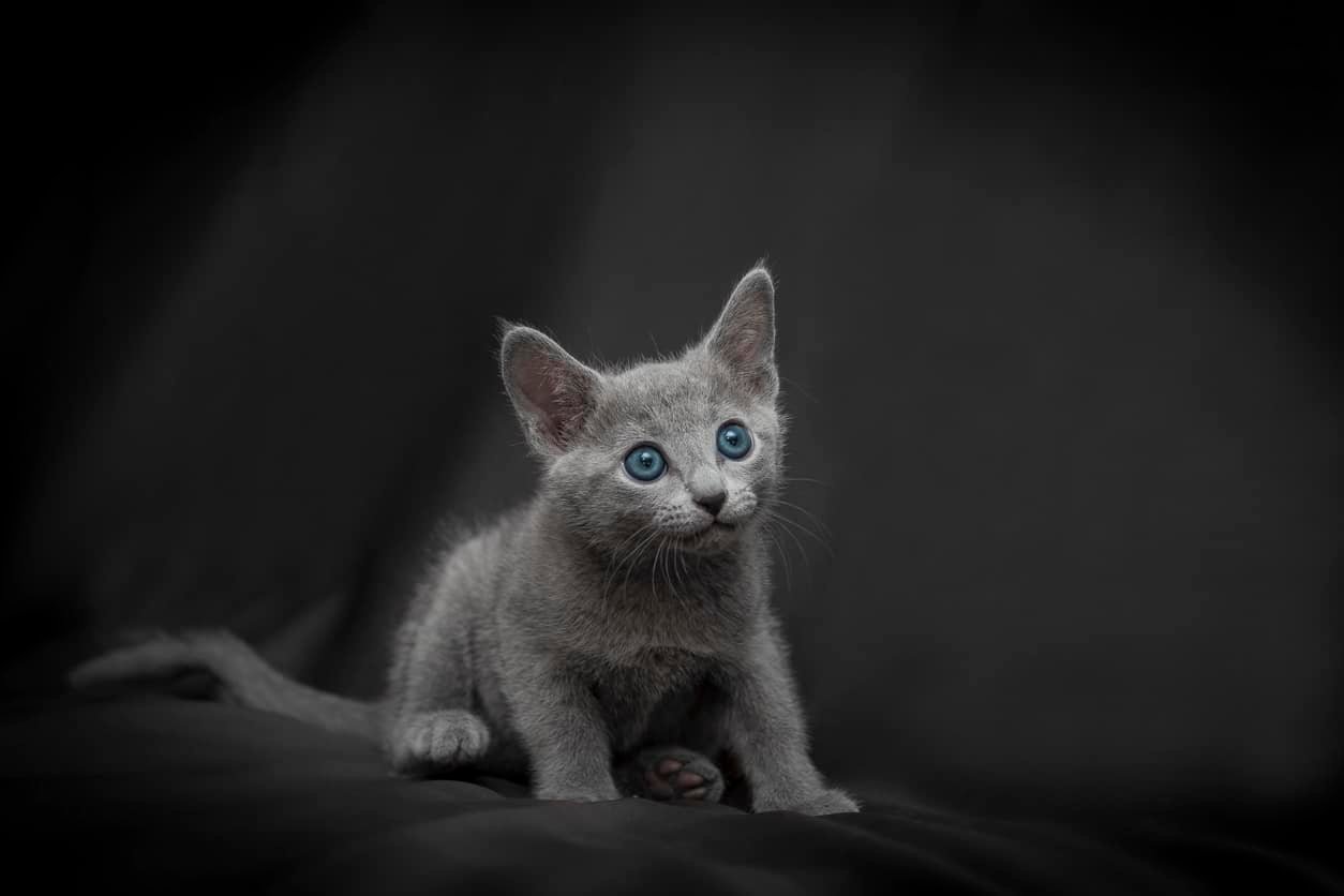 Ready to Adopt Russian Blue Cat? Russian Blue Cat Guide