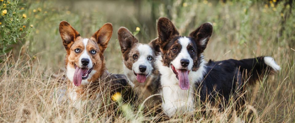 Thinking about a corgi mixed with blue heeler? Here are 5 important things you must know.