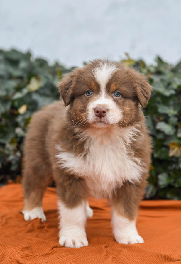 Where to find a labrador retriever australian shepherd mix for sale? Explore reputable breeders and adoption options now!