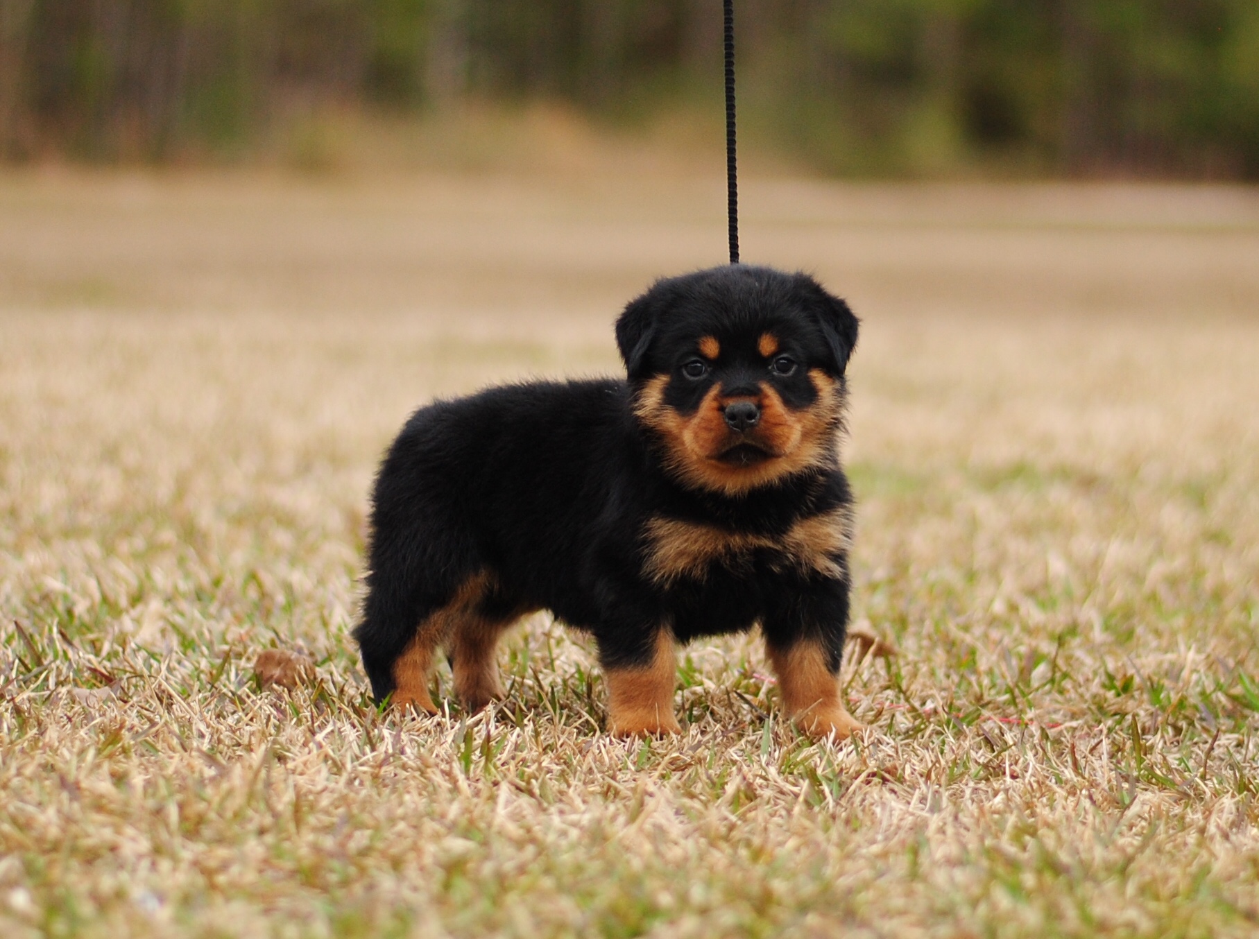 How much does a mini rottweiler for sale usually cost? Get a realistic price range before buying.