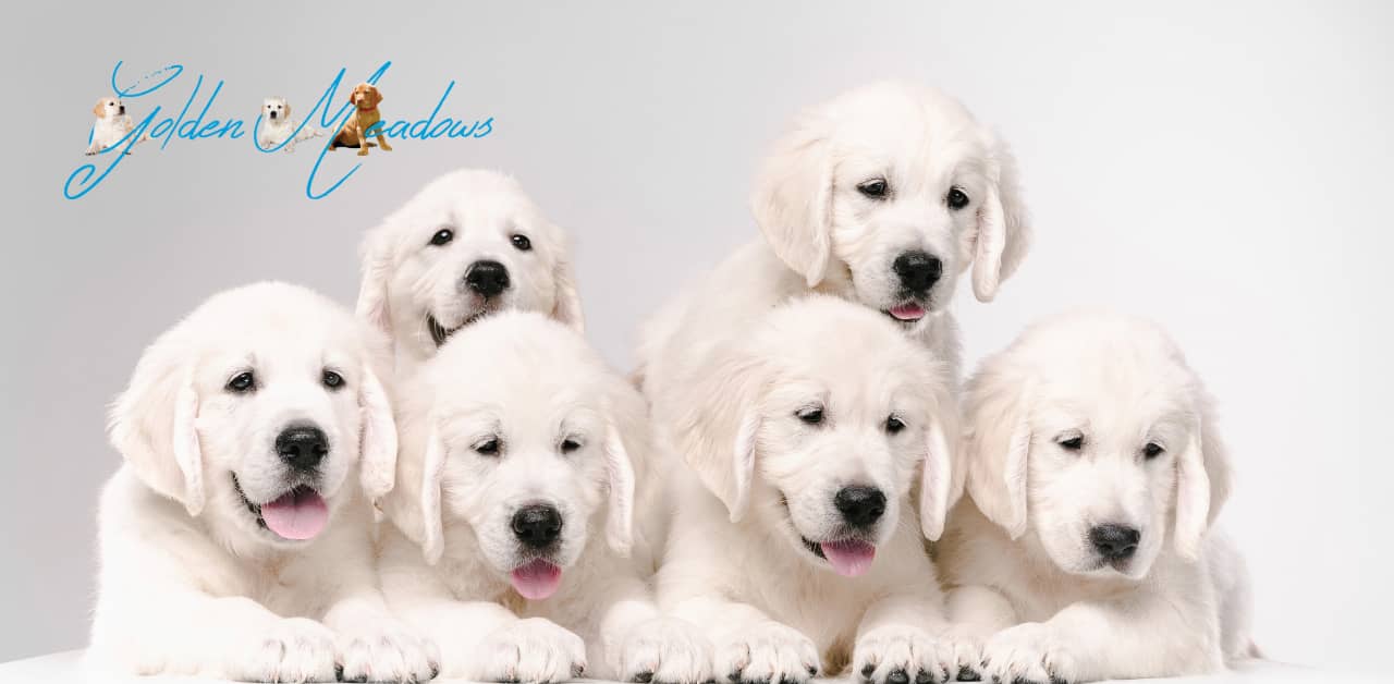 What makes an adult english cream golden retriever different? Discover the key traits of this beautiful dog breed.