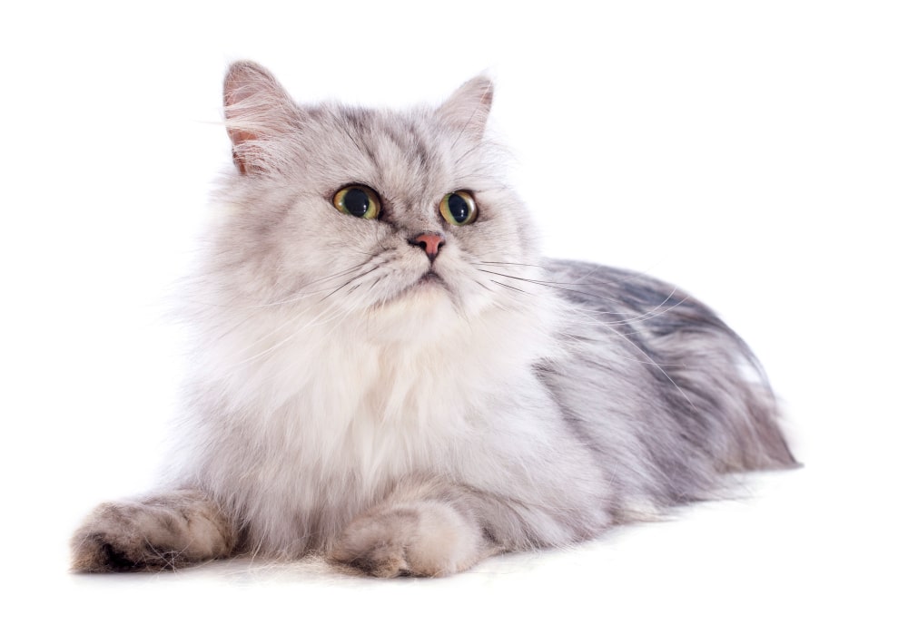 What factors affect the grey persian cat price? (Know what influences how much you will pay)